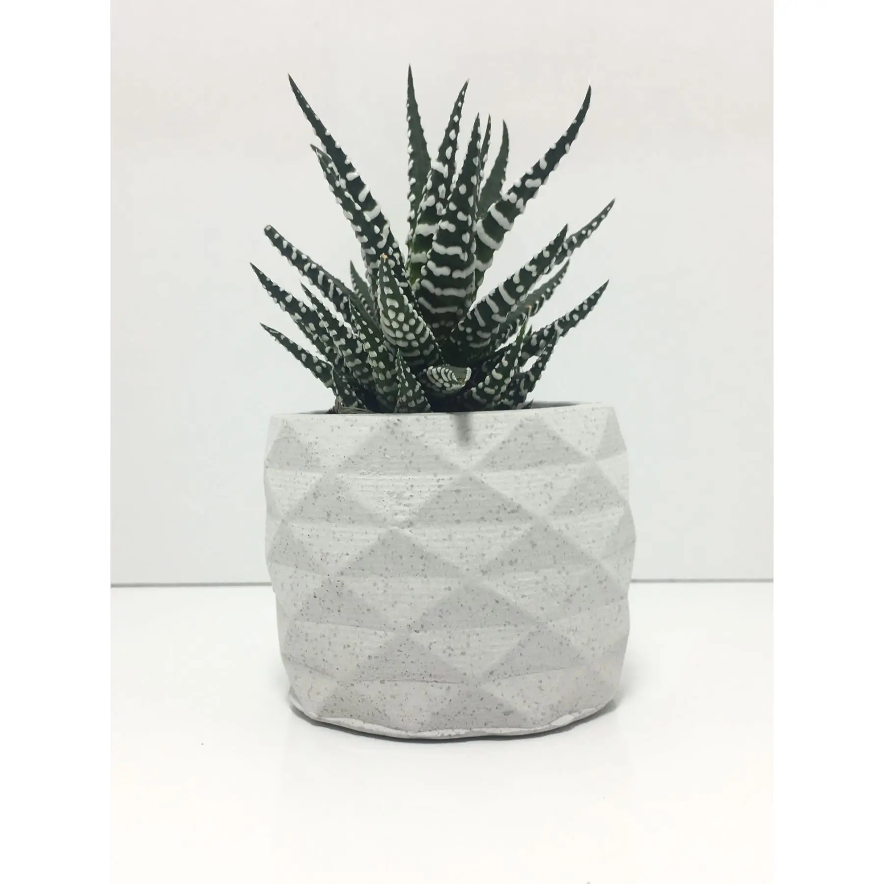 

Geometric Concrete Pot and Live Sukulent - YE1605