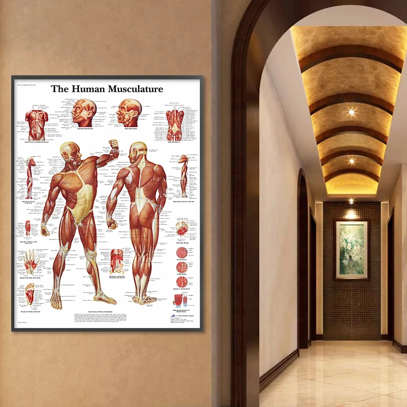 Muscle System HD Wall Art Canvas Posters And Prints Human Anatomy Chart Body Pictures For Hospital Medical Education Decor | Дом и сад