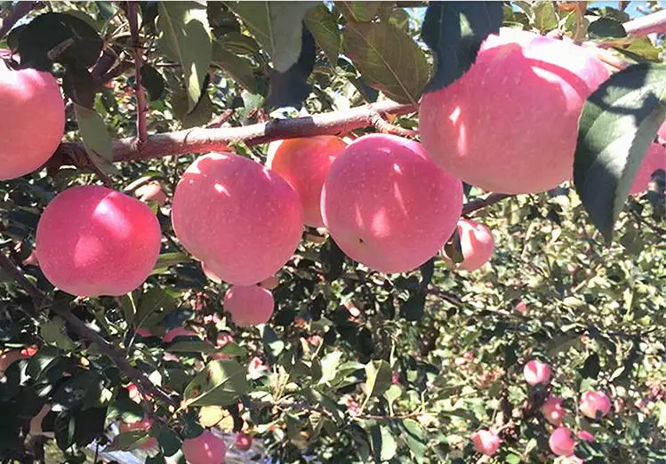 Сельскохозяйственная двухсторонняя светоотражающая пленка из майлара для