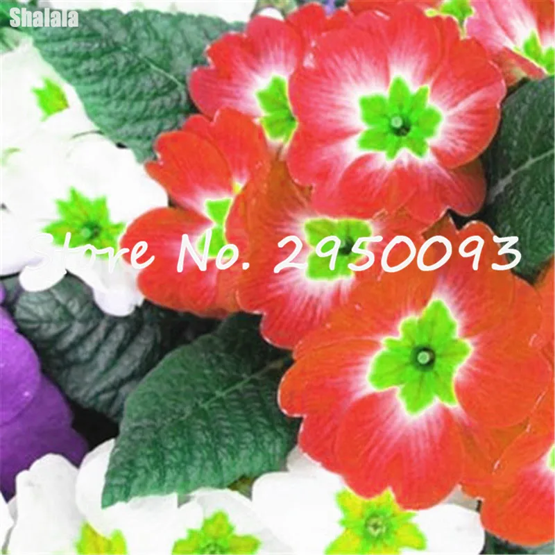 100 Примула для искусственных цветов плантатор | Дом и сад