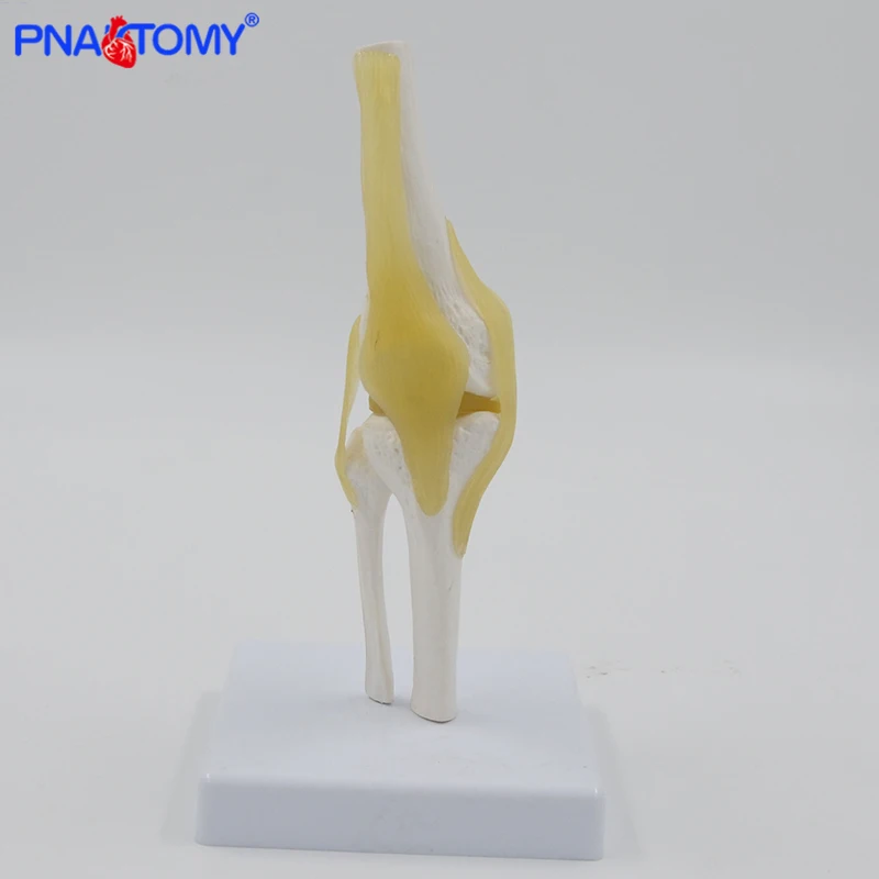 

Mini Human Knee Joint model with ligaments and base femur tibia and fibula bone anatomy model medical teaching gift