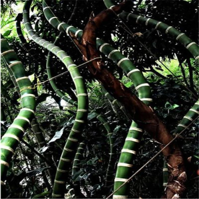 

30Pcs Rare Giant Moso Bamboo Seeds Garden Nature Plants Home Bambusa Lako Tree Essence Lip Mask TJZ-61