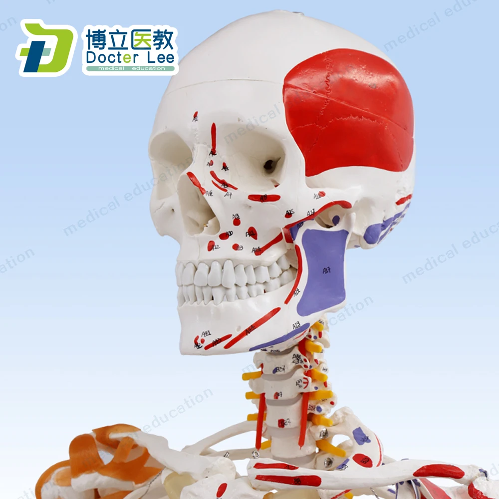 170cm Human Skeleton Model with Flexible Spine Nerve Ligaments and Ending Spots of Muscles | Канцтовары для офиса и дома