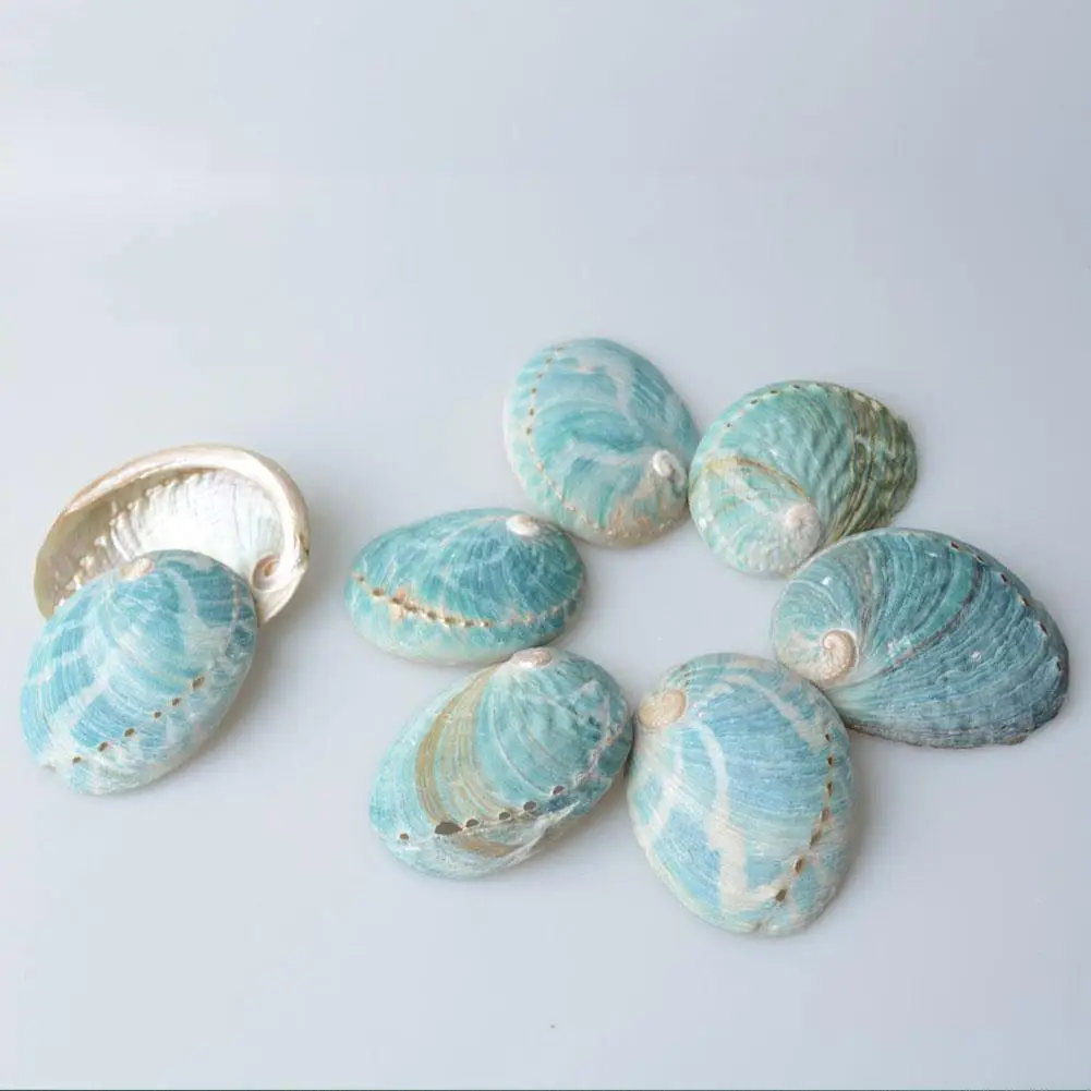 

8-10cm Natural Starry Sky Blue Abalone Shell Conch Snail Fish Tank Aquarium Landscaping Decoration Snails Home Wedding Ornaments