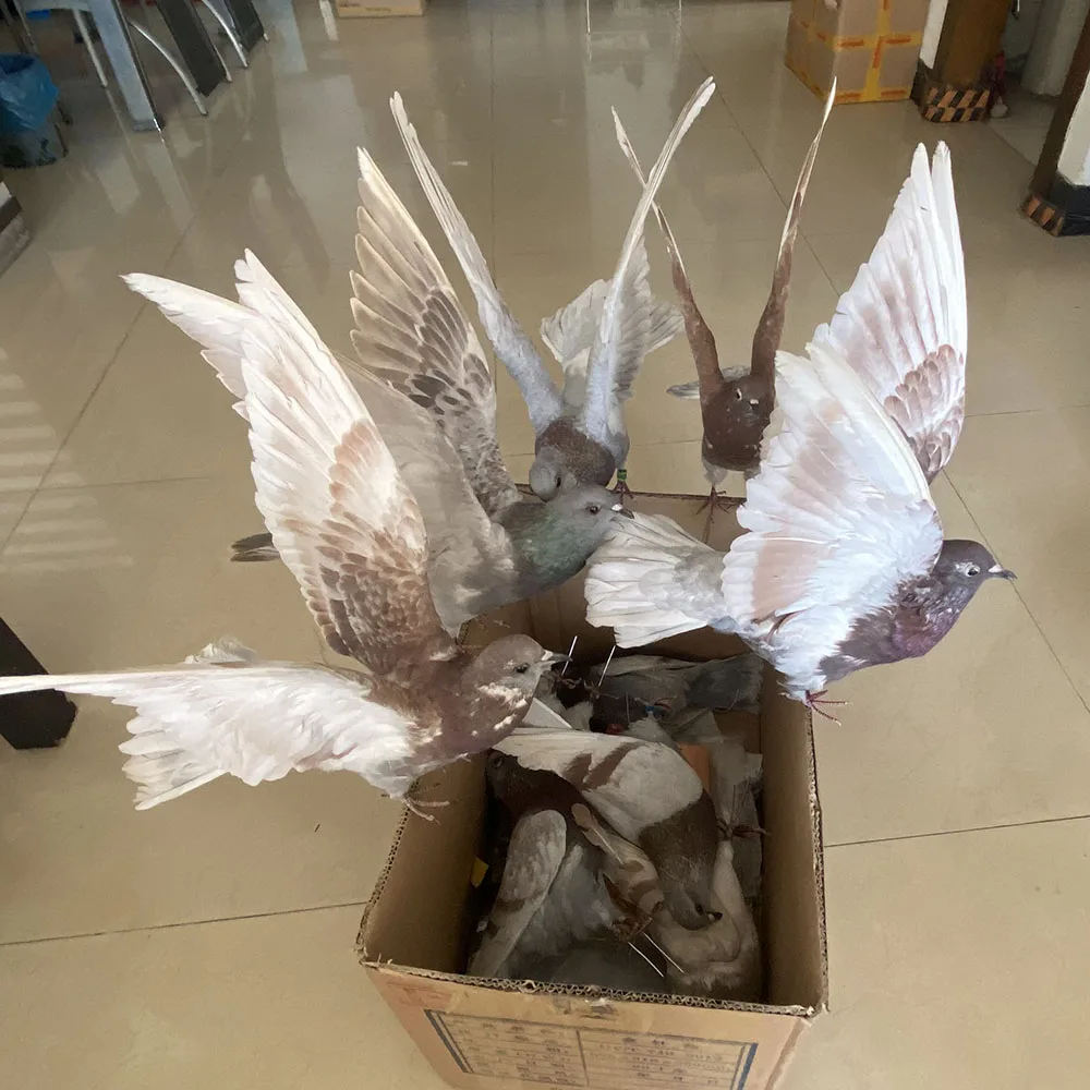

1Pcs real Taxidermy Eurasian white/gray pigeon Columba specimen Teaching / Decoration