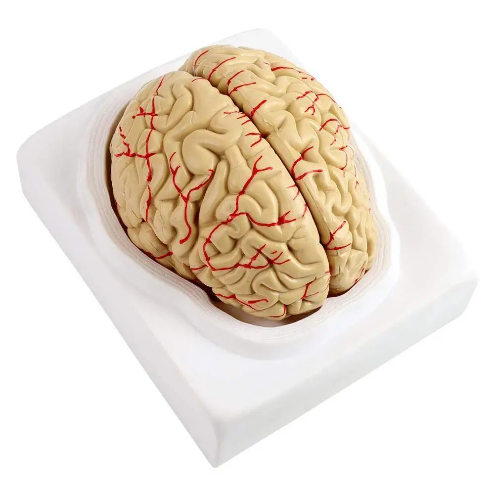 

Cranial Nerve Cerebral Artery Model Disassembled Anatomical Human Brain Models Anatomy Medical Teaching Aid Tool Medical Props