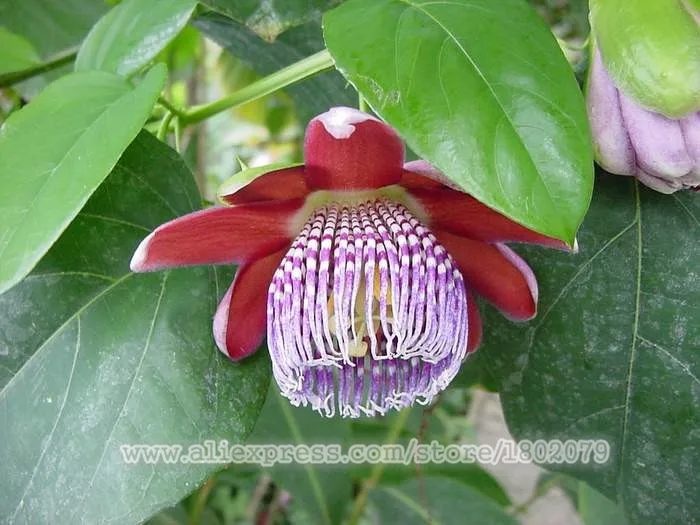 Genuine 100 PCS Passiflora Ambigua plantas,Bonsai Rare Flower flores, Perennial Outdoor Potted plants for Home& Garden