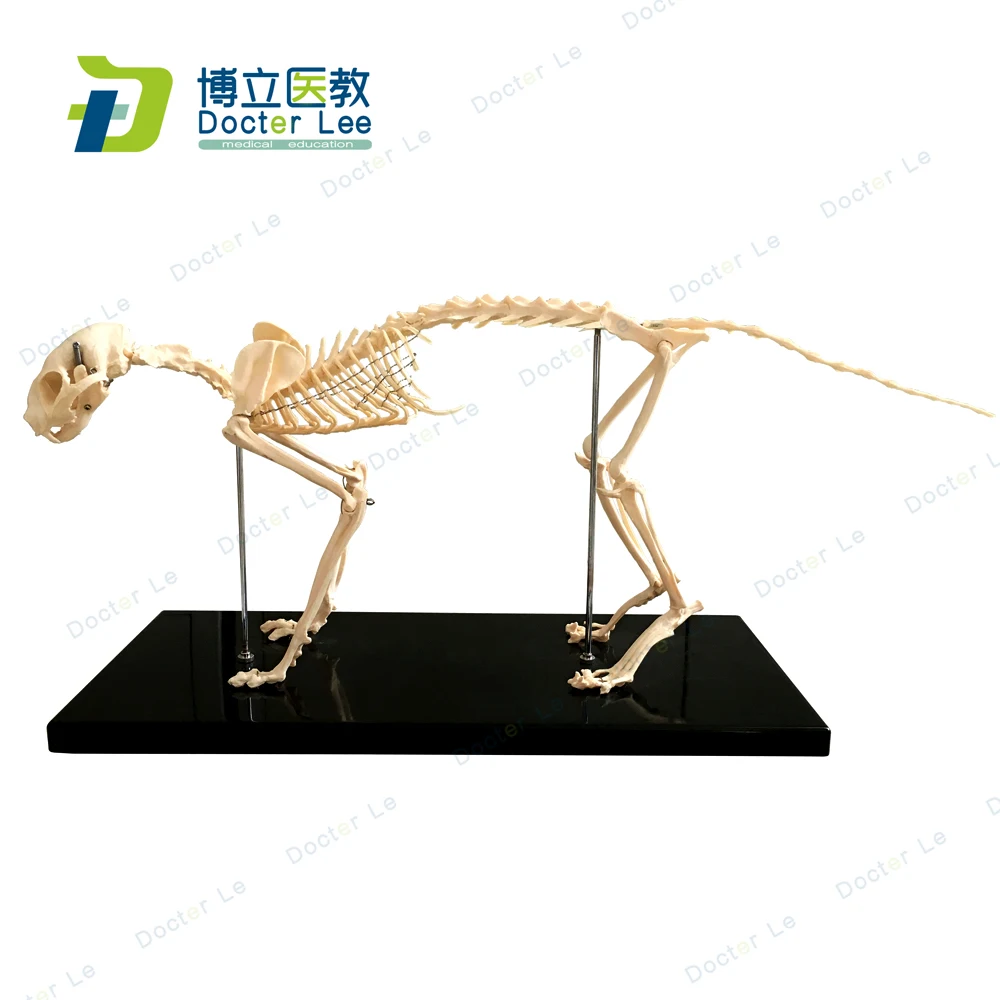 

BOLI Life Size Animal Cat Skeleton Model Aantomical Bone veterinary teaching AIDS