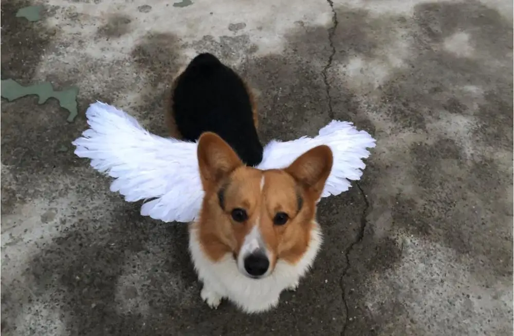 Костюм для домашних животных собака розыгрыш кошка цвет черный или белое крыло