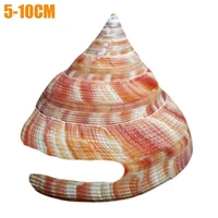new 5 10cm red brown wengrong snail marine life natural shell conch aquarium fish tank landscape crafts decorations sea snails
