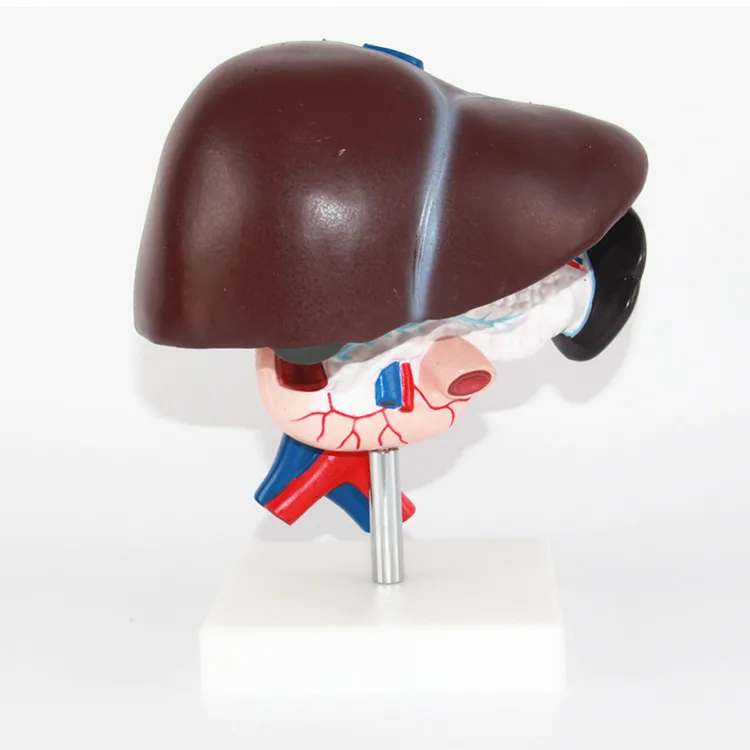 Heymodel 1:1 кровеносные сосуды печени и селезенки поджелудочный канал Брюшная