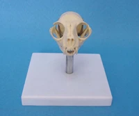 cat head bone skull skeleton model cat skull anatomical model medical science teaching veterinary anatomy animal skeleton model