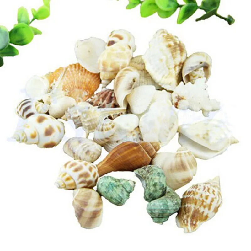 

100g/bag Mixed Organic Material Sea Beach Shells Crafts Seashells Aquarium Decor Conch Supplies Photo Props Ornaments