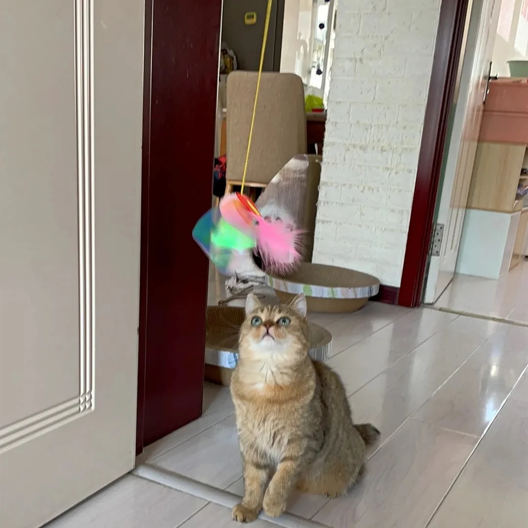 2021 Новинка! Игрушка для кошек Самостоятельная подвесная дверь Выдвижная веревка