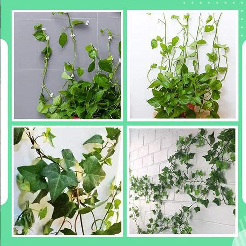 

10/20/50Pcs Invisible Wall Vines Fixture Wall Sticky Hook Vines Fixing Clip Vines Holder for Home Decoration SLC88