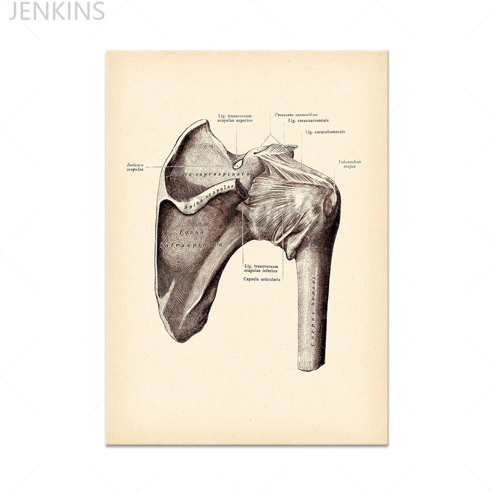 

Physical Therapist Gift poster Anatomy Art Knee Joint Shoulder Joint Finger Joint Skeleton Bones Chiropractic Clinic Decor