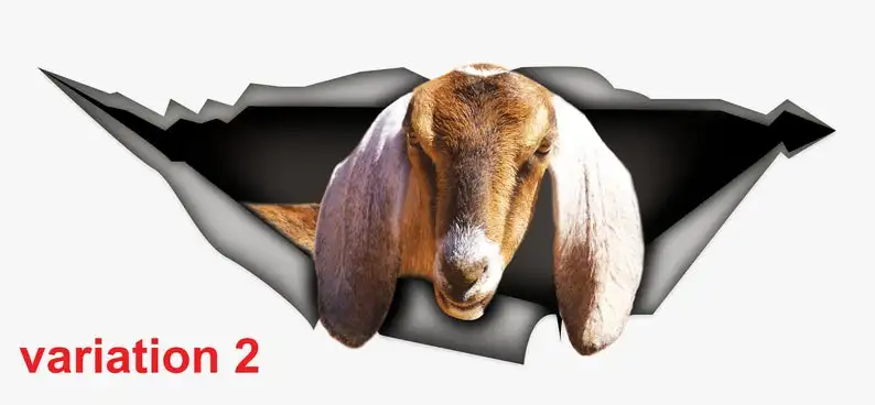

2021 Nubian goat car decal, farm decal, goat sticker, funny decal