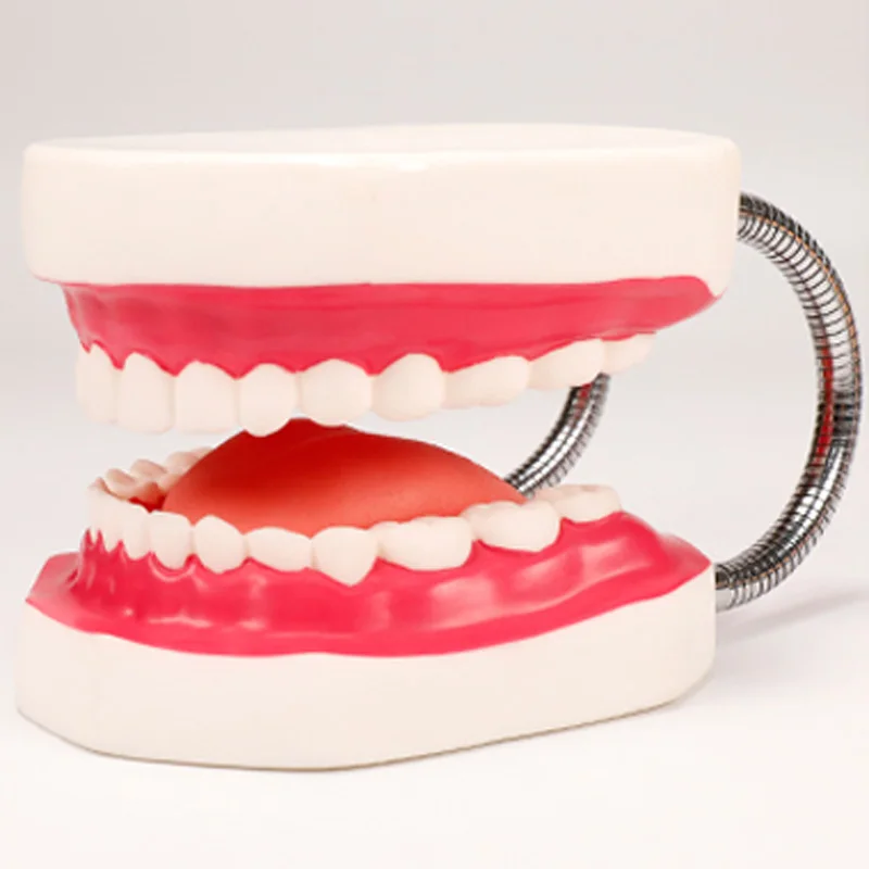 Шиньон зубной модель увеличенные 6 раз полости рта сестринского подготовки