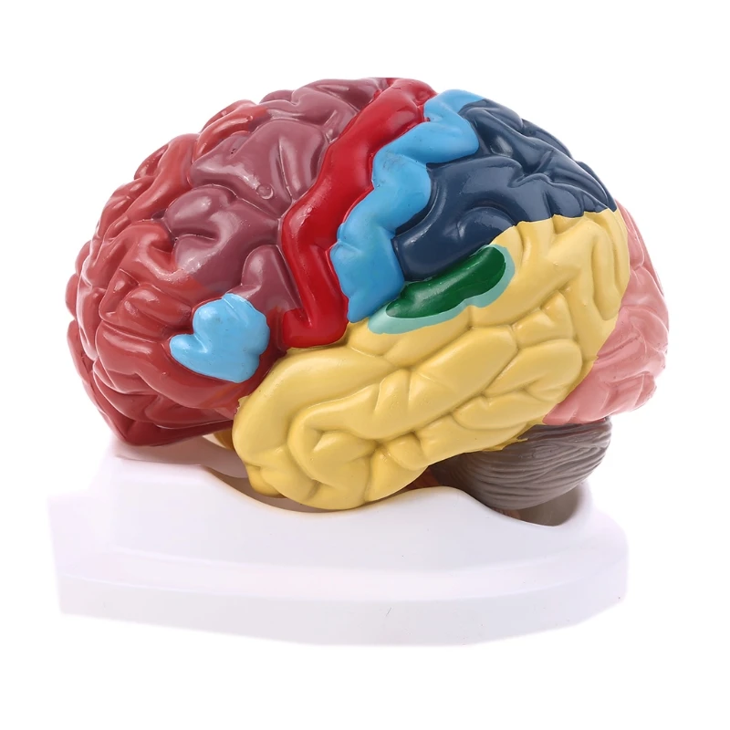 

2021 New Life Size Human Brain Functional Area Model Anatomy for Science Classroom Study Display Teaching Sculptures School