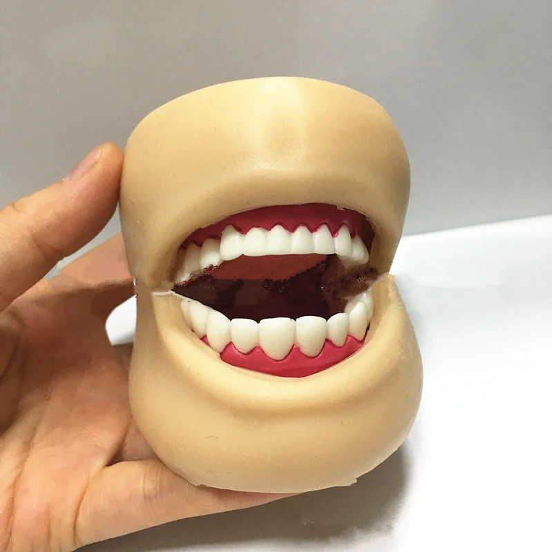 

Quality 1:1 Large Good Oral Simulation Practice System Dental Phantom Head for Dental School Tooth Care Health Model with Cheek