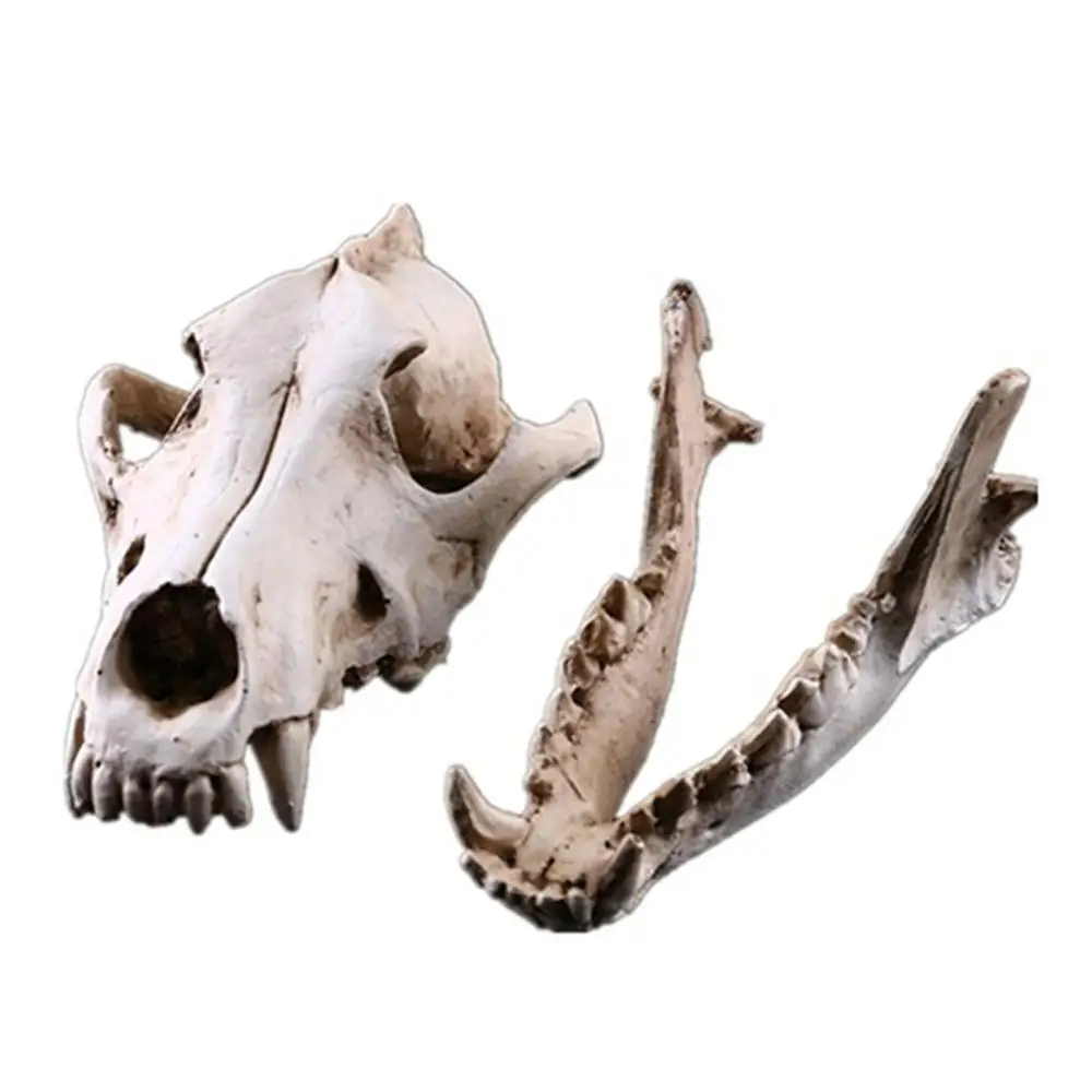 Имитация смолы волк череп модель имитация животного скелет украшение дисплей