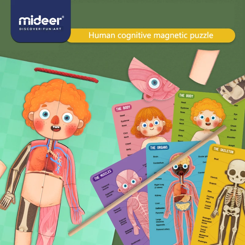 MiDeer детские игрушки-головоломки магнитное тело 6Y+ мышечная костная структура познавательная подвесная доска образование творческие игрушки для детей