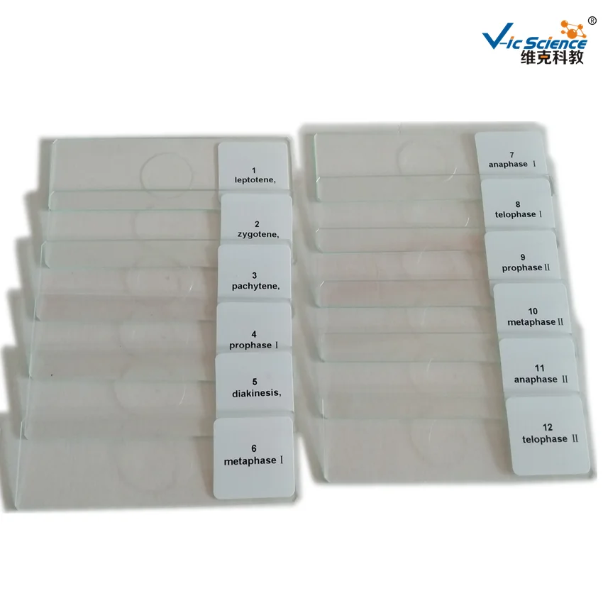 12 шт. набор слайдов для лука антера майоза|meiosis slide|set |