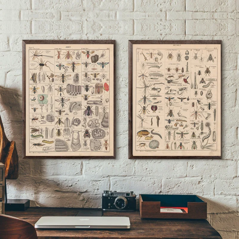 Винтажный постер Buttferfly пчелы насекомые птицы шлейф перья яйца настенная Картина