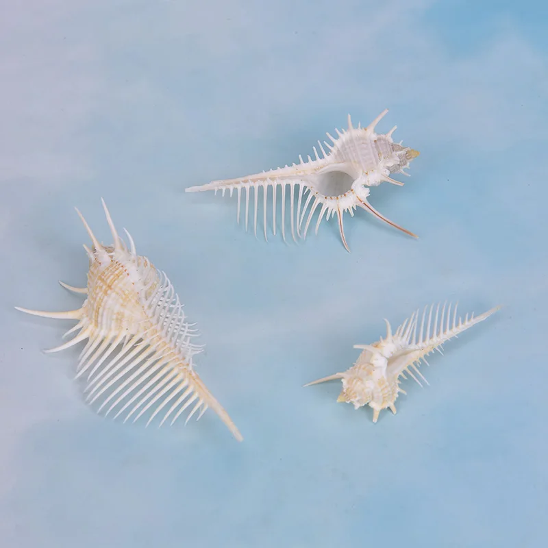 Природные морские раковины мурекс рамосус ракушки 5 14 см для украшения дома