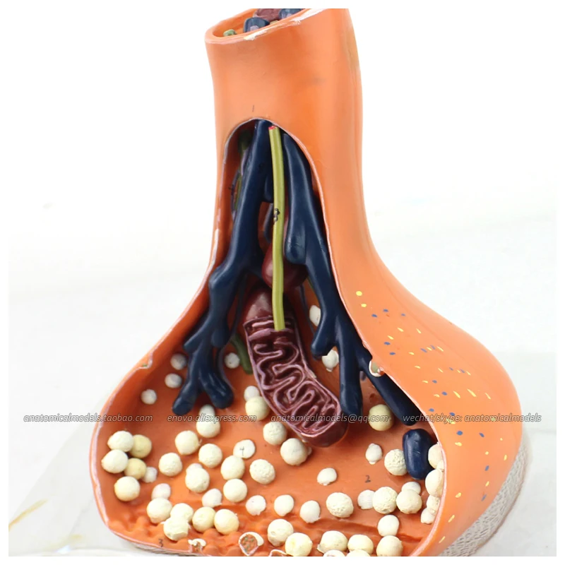 

CMAM/12413 Nerve Endings Synapses, Medical Brain Anatomical Human Model