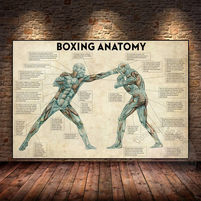 Vintage Boxing Body Anatomy Posters and Prints Wall Art Canv