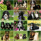 Набор для раскрашивания по номерам AZQSD, акриловая краска для рисования, для взрослых