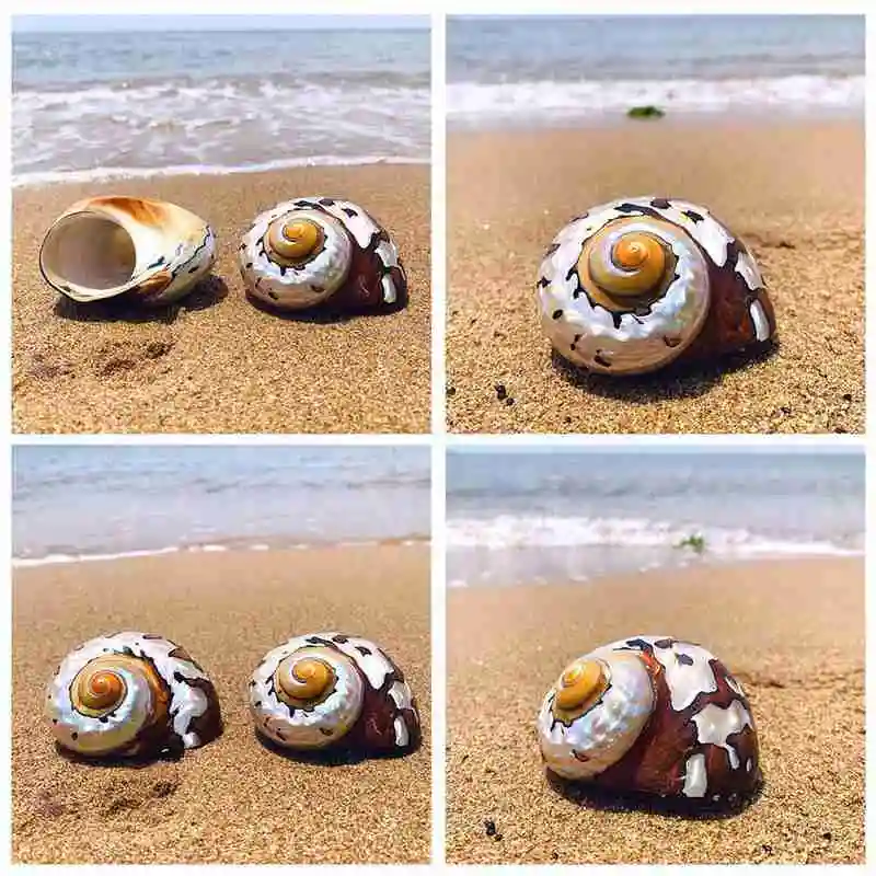 Натуральный жемчужный большой винт раковин для домашнего использования морской