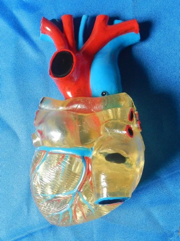 

1:1 Life Size Human Anatomical Heart Anatomy Transparent Heart Anatomy Model Teaching Medical Science Educational Supplies