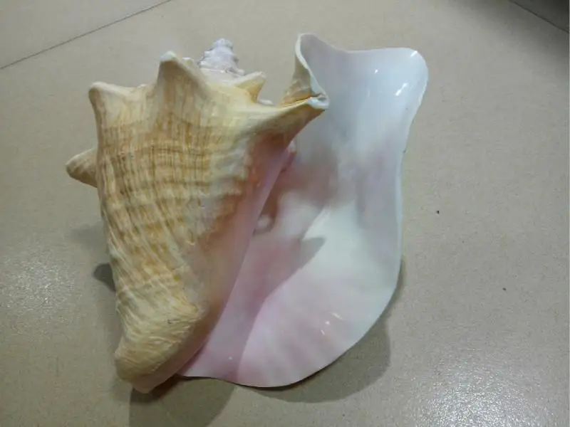 

20CM LARGE NATURAL SHELL ORNAMENTS NATURAL CONCH SHELL LARGE SEA SNAIL AQUARIUM LANDSCAPING CREATIVE ORNAMENTS GIFTS