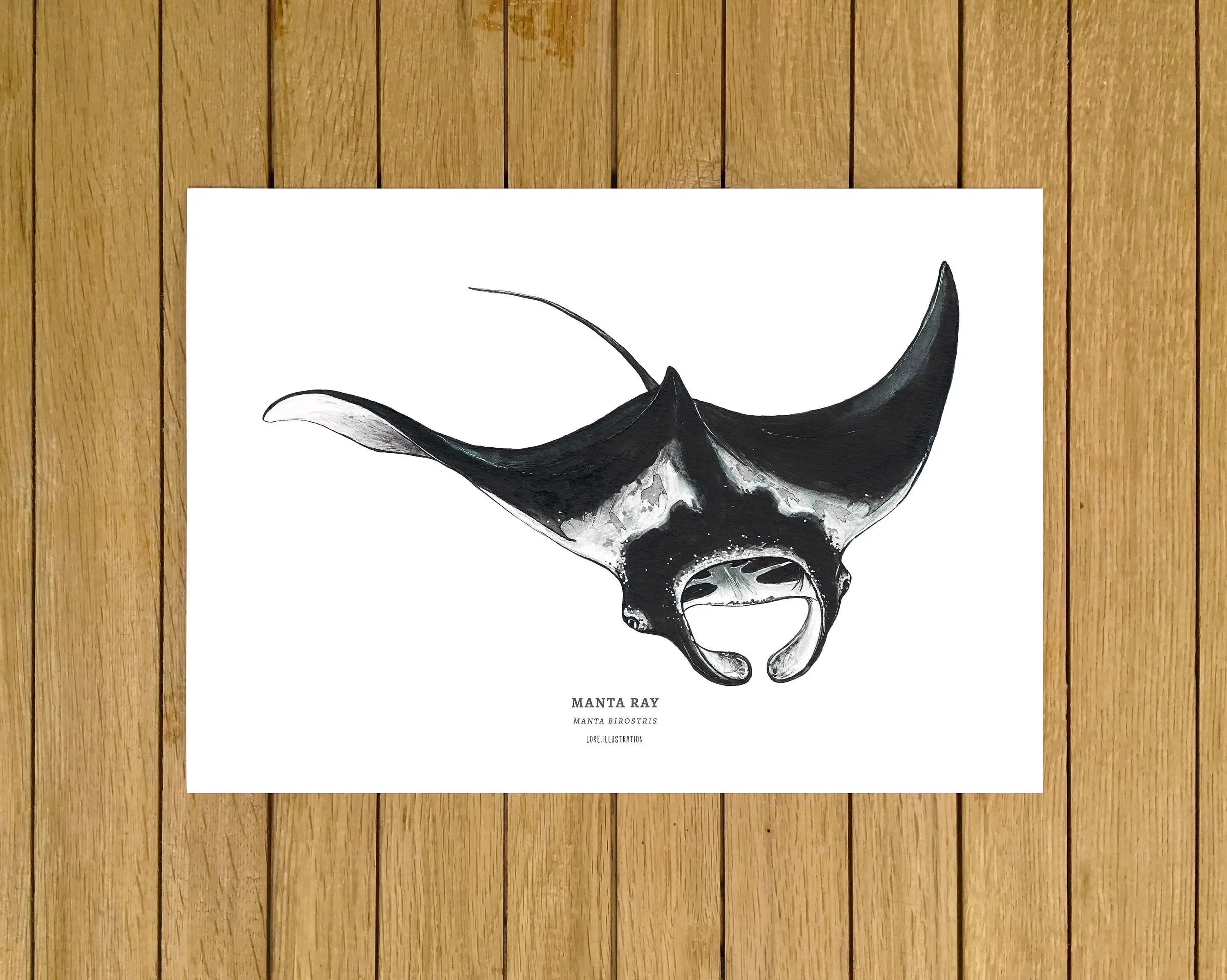 Manta Ray Print декор для стен океана вид животных принт жикле иллюстрация печати