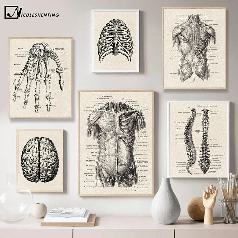 

Human Anatomy Artwork Medical Wall Picture Muscle Skeleton Vintage Poster Nordic Canvas Print Education Painting Modern Decor