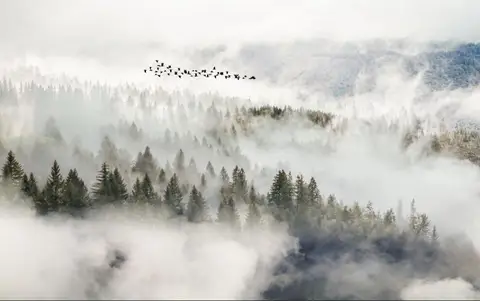 Пользовательские обои фото свежий лес туман лес ТВ диван фон настенная живопись Домашний Декор Гостиная Спальня 3d обои