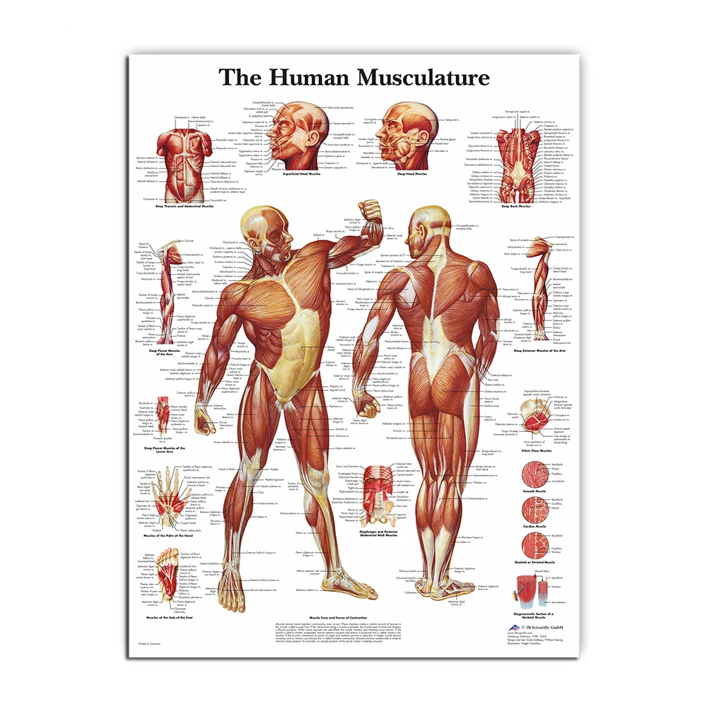 Muscular System Posters Silk Cloth Anatomy Chart Human Body School Medical Science Educational Supplies Home Decoration | Дом и сад