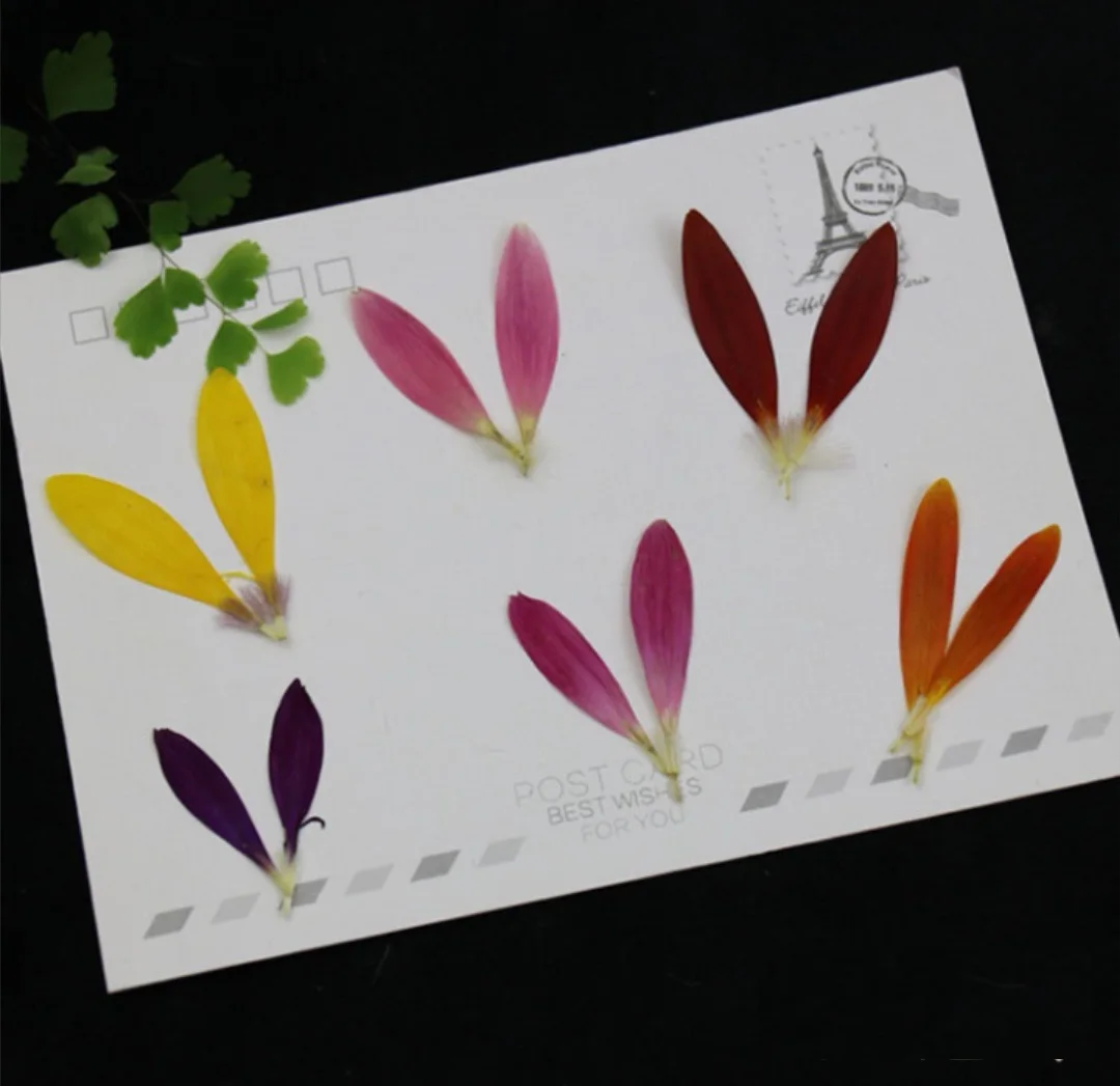 

60pcs Pressed Dried Chrysanthemu Petals Filler Flower For Epoxy Resin Jewelry Bookmark Phone Case Face Makeup Nail Art DIY