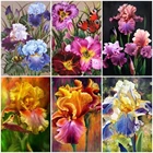 Алмазная Вышивка Цветы Стразы, Алмазная мозаика, распродажа, вышивка крестиком, алмазная живопись, полный Квадратный Круг