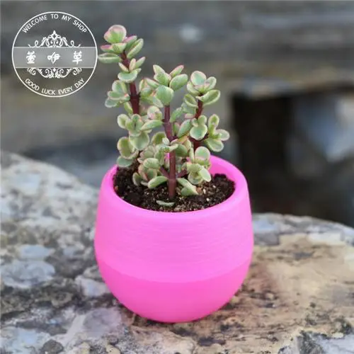 pink 1 шт. креативные красочные мини горшечные растения для украшения офиса цветочные горшки для суккулентов комнатные травы аксессуары для дома - Цвет: pink