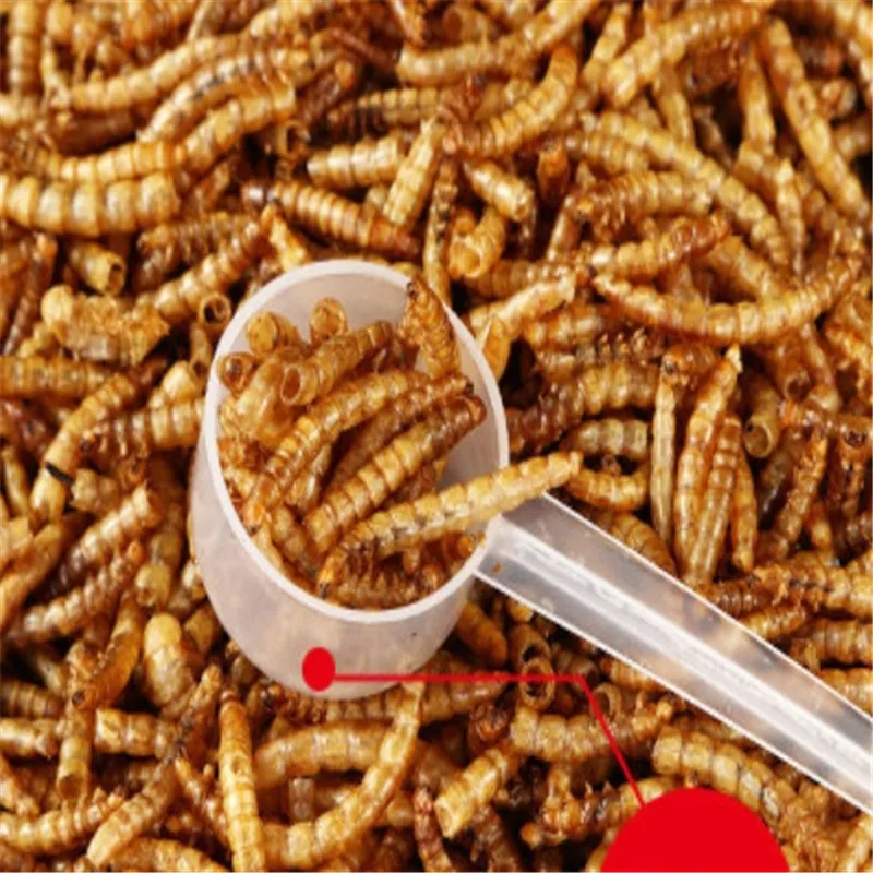 Сушеный аквариум 500 мл Mealworm пруд для аквариума рептилии дикая птица еда