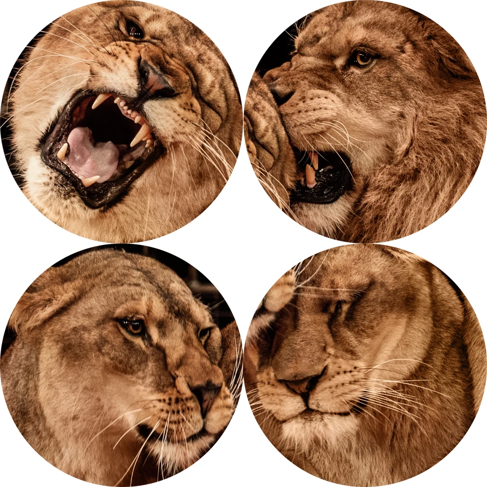 

lion poster Realist Canvas Paintings On the Wall Posters And Prints Lion Couple Wall Art Animals Pictures For Living Room Decor