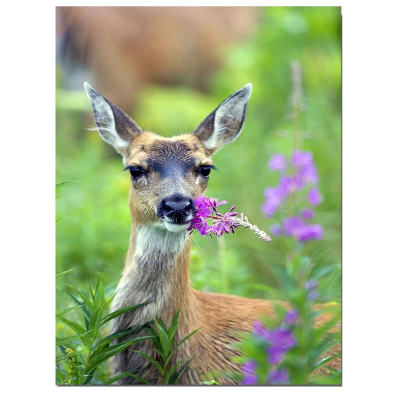 5D алмазная живопись сделай сам вышивка крестиком Стразы мозаика оленем на дикой