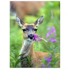 5D алмазная живопись сделай сам, вышивка крестиком Стразы, алмазная вышивка, мозаика, вышивка оленем на дикой стороне, Декор