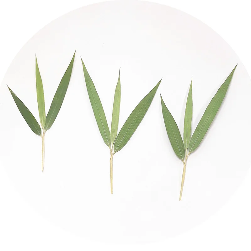 Бамбуковый лист Настоящий образец растения Обучение Сделай сам Свеча Ручное падение клея Мобильный телефон Чехол Фоторамка Закладка.