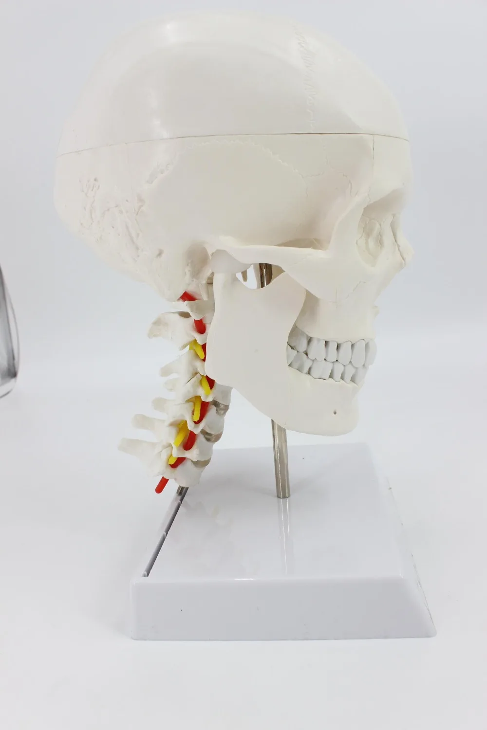 Life Size Human Skull on Cervical Vertebrae/Spine Human Brain with Nerves Model Medical Anatomy Veterinary Anatomical Anatomia