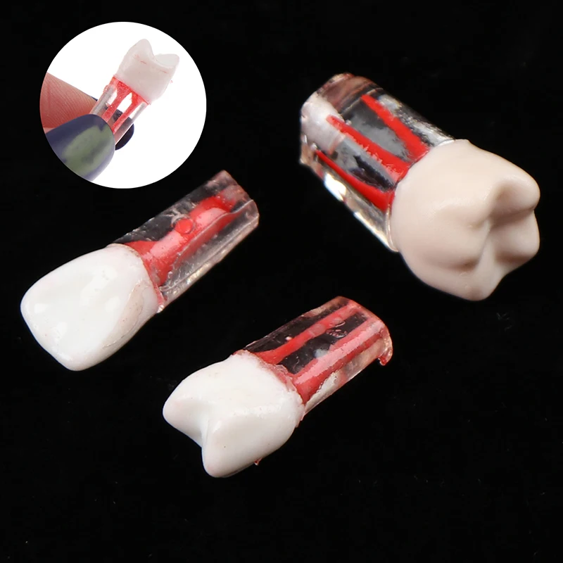 

1 шт., резиновая Стоматологическая модель Эндодонтических зубов с цветным корневым каналом и целлюлозой