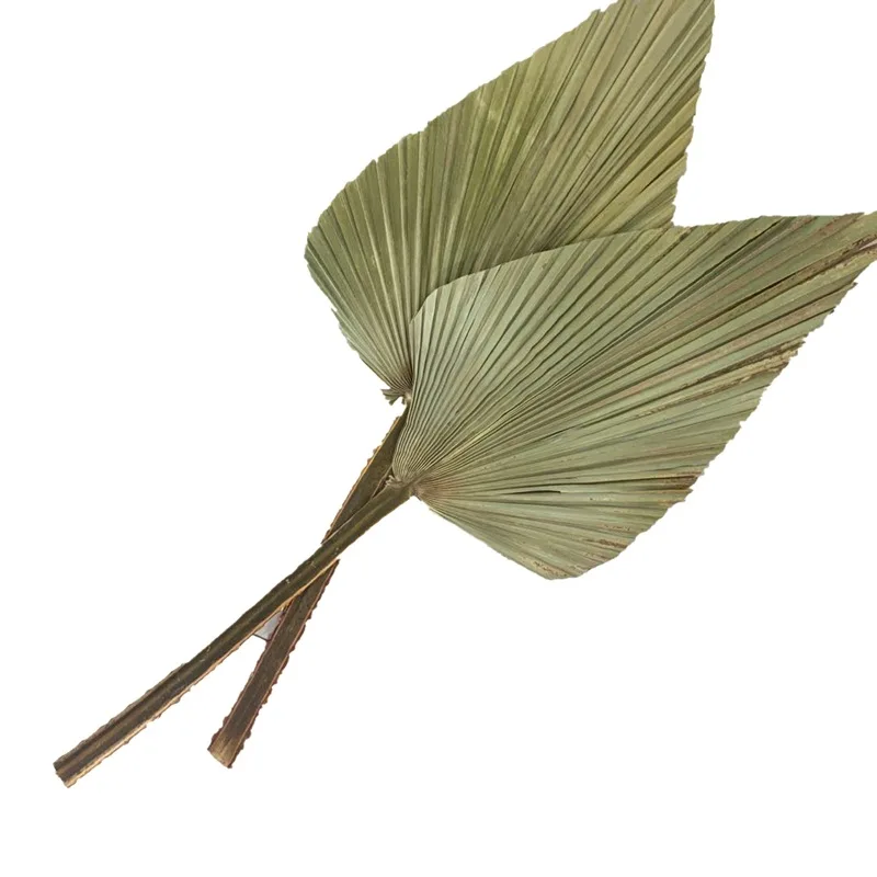 

Natural Dried Flowers And Leaves Feuille De Palmier Home Soft Decoration Arch Wedding Fleur Sechee Naturelle Plants Accessories